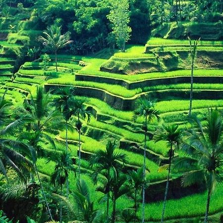 White Creative Villa Campuhan Ubud  Luaran gambar